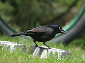 Смотреть фото Обыкновенный гракл Фото Обыкновенный гракл