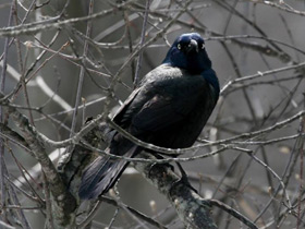 Смотреть фото Обыкновенный гракл Фото Обыкновенный гракл