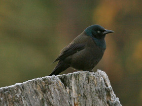 Смотреть фото Обыкновенный гракл Фото Обыкновенный гракл