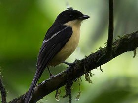 Смотреть фото Сорокопут Ньютона Фото Сорокопут Ньютона