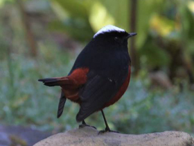 Фото Водяная горихвостка
