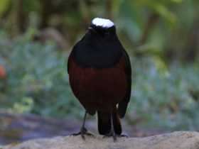 Фото Водяная горихвостка