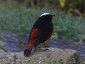 Фото Водяная горихвостка