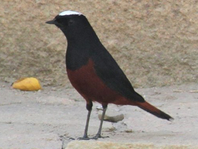 Фото Водяная горихвостка