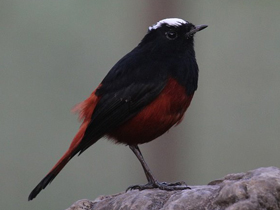 Фото Водяная горихвостка