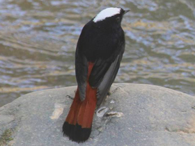 Фото Водяная горихвостка