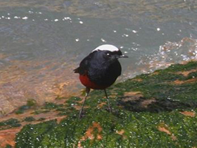 Фото Водяная горихвостка