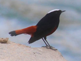 Фото Водяная горихвостка