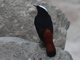 Фото Водяная горихвостка