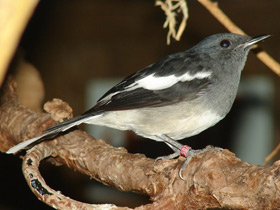 Фото Сорочий шамо-дрозд