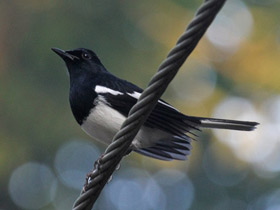 Фото Сорочий шамо-дрозд