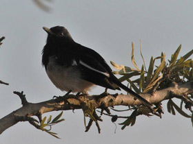 Фото Сорочий шамо-дрозд