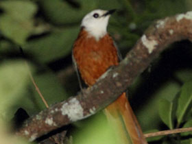 Фото Ангольская чекановая горихвостка