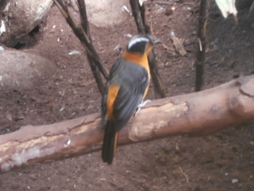 Фото Седоголовая горихвостка