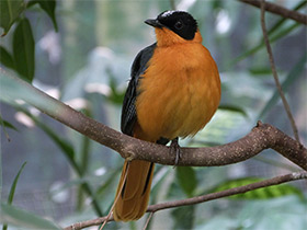 Фото Седоголовая горихвостка