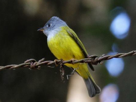 Фото Сероголовая канареечная мухоловка