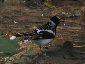 Фото Пятнистая вилохвостка