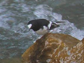 Фото Белоножка