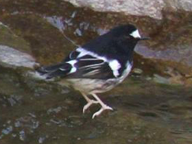 Фото Белоножка