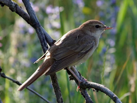 Фото Обыкновенный соловей