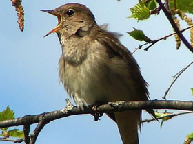 Голоса и звуки животных Голоса и звуки животных