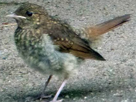 Фото Обыкновенный соловей