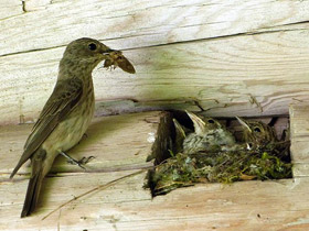 Фото Приемыши