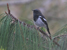 Фото Седоголовая горихвостка