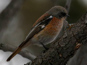 Смотреть фото Красноспинная горихвостка Фото Красноспинная горихвостка