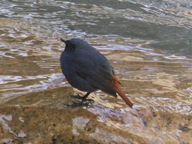 Фото Сизая горихвостка