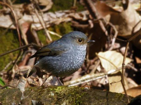 Фото Сизая горихвостка