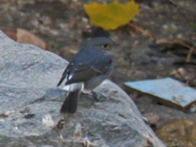 Фото Сизая горихвостка