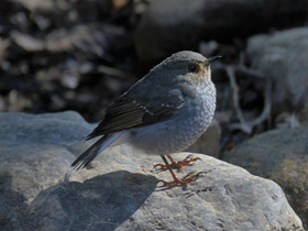 Фото Сизая горихвостка