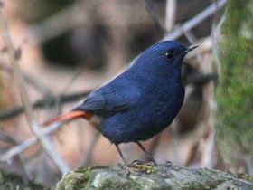 Фото Сизая горихвостка