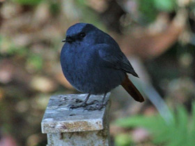 Фото Сизая горихвостка