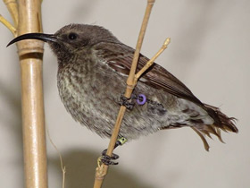 Смотреть фото Яркокрасногрудая нектарница Фото Яркокрасногрудая нектарница