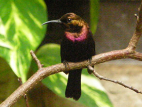 Смотреть фото Медная нектарница Фото Медная нектарница