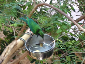 Смотреть фото Малахитовая нектарница Фото Малахитовая нектарница