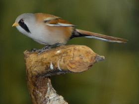 Смотреть фото Усатая синица Фото Усатая синица