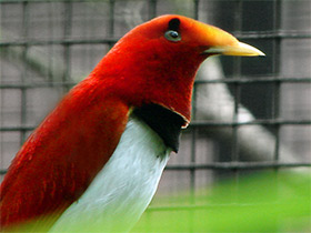 Фото Королевская райская птица