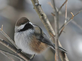 Фото Сероголовая гаичка