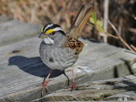 Смотреть фото Миртовый лесной певун Фото Миртовый лесной певун
