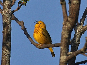 Жёлтая древесница