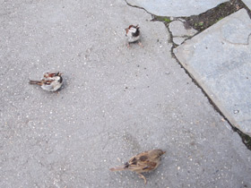 Смотреть фото Городской, или домовый воробей Фото Городской, или домовый воробей