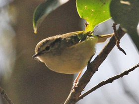 Фото Зеленокрылая пеночка