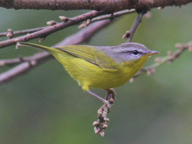Фото Сероголовая расписная пеночка