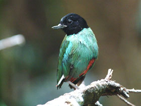 Смотреть фото Черноголовая питта Фото Черноголовая питта