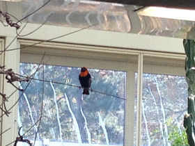 Смотреть фото Огненный бархатный ткач Фото Огненный бархатный ткач