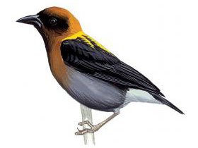 Фото Золотистый ткач