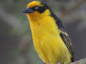 Смотреть фото Черноухий ткач Фото Черноухий ткач